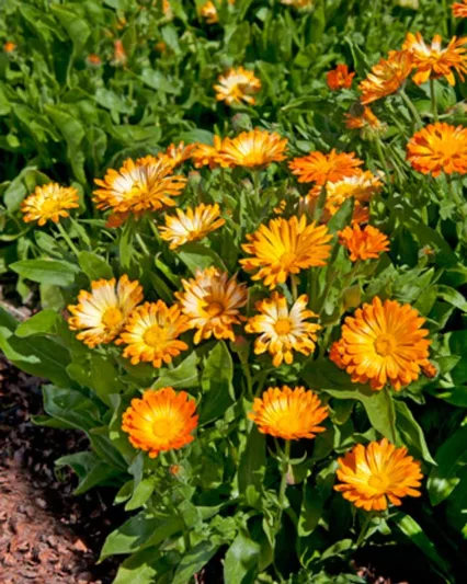 Calendula  officinalis Oopsy Daisy, Pot Marigold Oopsy Daisy, English Marigold Oopsy Daisy, Orange Calendula, Orange Pot Marigold, Orange Marigold