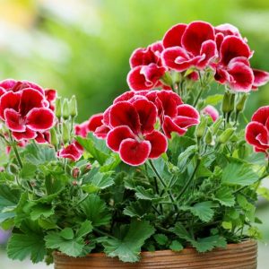 Geranium, Pelargonium, Geranium, Zonal Geranium, Ivy-leaved Geranium, Regal Geranium, Angel Geranium, Scented Geranium
