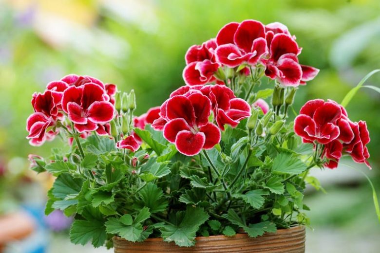 Geranium, Pelargonium, Geranium, Zonal Geranium, Ivy-leaved Geranium, Regal Geranium, Angel Geranium, Scented Geranium
