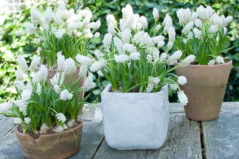 Muscari aucheri White Magic, Muscari White Magic, Grape Hyacinth 'White Magic', Spring Bulbs, Spring Flowers, white flower, white muscari