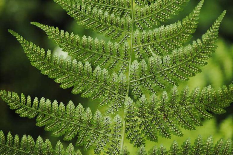 Dryopteris carthusiana, Shield Fern, Spinulose Wood Fern, Spinulose Woodfern, Toothed Wood Fern, Narrow Buckler Fern
