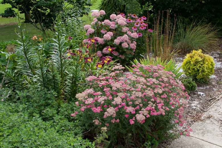 Achillea Desert Eve Deep Rose, Desert Eve Deep Rose Yarrow, Achillea 'Desderos', Desert Eve Series, yarrow plant, yarrow flower, summer perennial, drought tolerant perennial, Pink flowers, Rose flowers