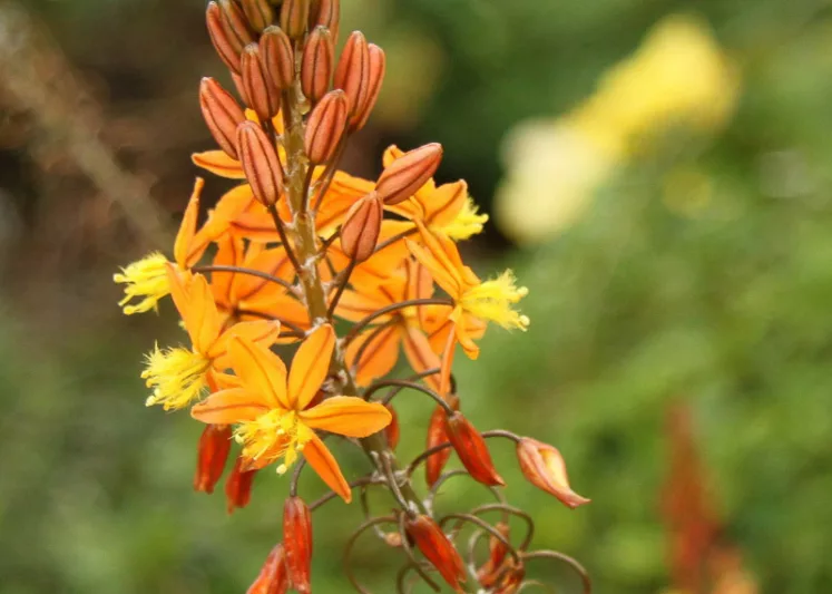 Bulbine frutescens, Stalked Bulbine, Rankkopieva, Bulbine frutescens yellow, Bulbine caulescens, Orange Bulbine, Yellow Flowers, Drought Tolerant Flowers, Water-Wise Flowers