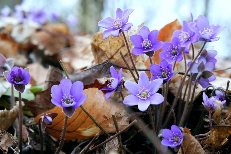 Hepatica, Liverleaf, Roundleaf Liverleaf , Anemone americana, American Liverwort, Hepatica acutiloba, Hepatica nobilis, Sharp-Lobed Liverleaf