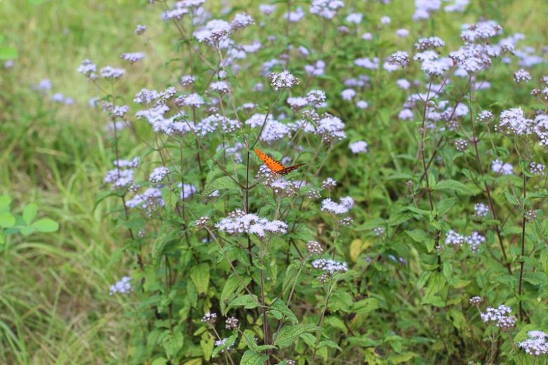 Conoclinium coelestinum, Blue Mistflower, Wild Ageratum, Hardy Ageratum, Blue Boneset, Eupatorium coelestinum, Blue Flowers