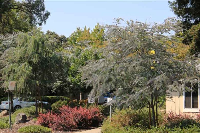 Acacia baileyana, Cootamundra Wattle, Bailey Acacia, Golden Mimosa, Evergreen Tree, Evergreen Shrub, Yellow Flowers, Fragrant Shrub, Fragrant Tree