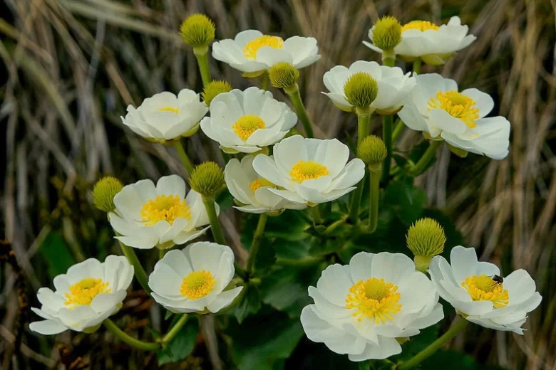 Ranunculus lyallii, Giant Buttercup, Mountain Buttercup, Mount Cook Buttercup, Mount Cook Lily, White Flowers, New Zealand Native