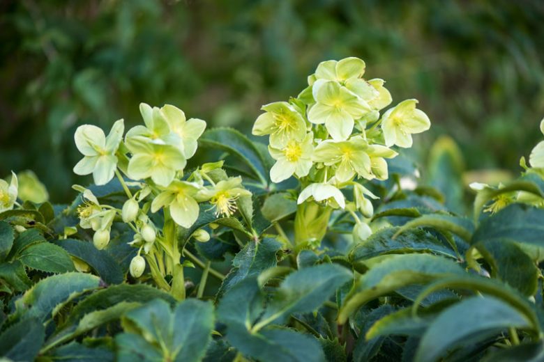 Helleborus Argutifolius,Holly-Leaved Hellebore,Corsican Hellebore, Helleborus corsicus, Helleborus lividus subsp. corsicus, white flowers,shade plants
