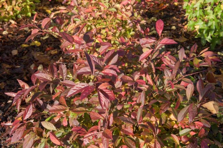 Itea virginica 'Henry's Garnet', Virginia Sweetspire 'Henry's Garnet', Tassel-white 'Henry's Garnet', Virginia Willow 'Henry's Garnet', White Flowers