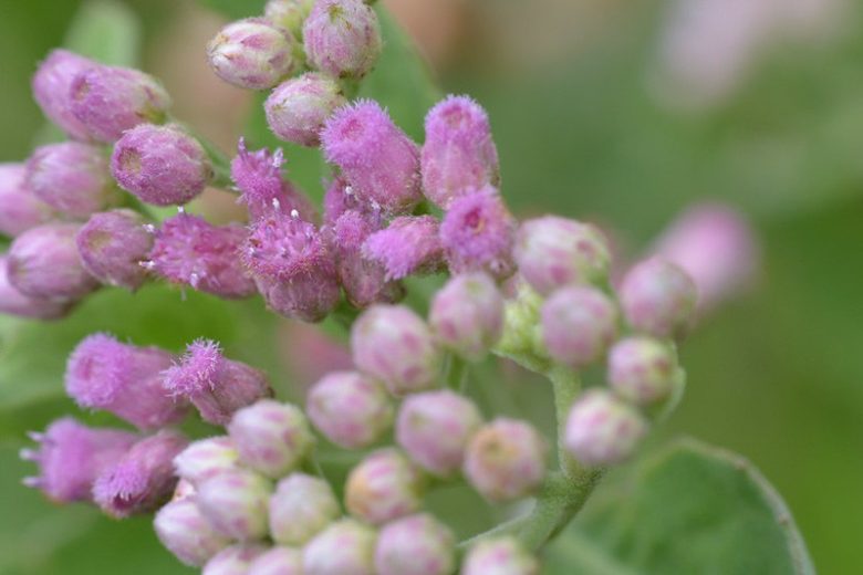 Pluchea odorata, Sweetscent, Saltmarsh Fleabane, Camphorweed, Stinkweed, Salt Marsh Fleabane, Sourbush, Cattle-Tongue, Pink Flowers, Pink Perennials