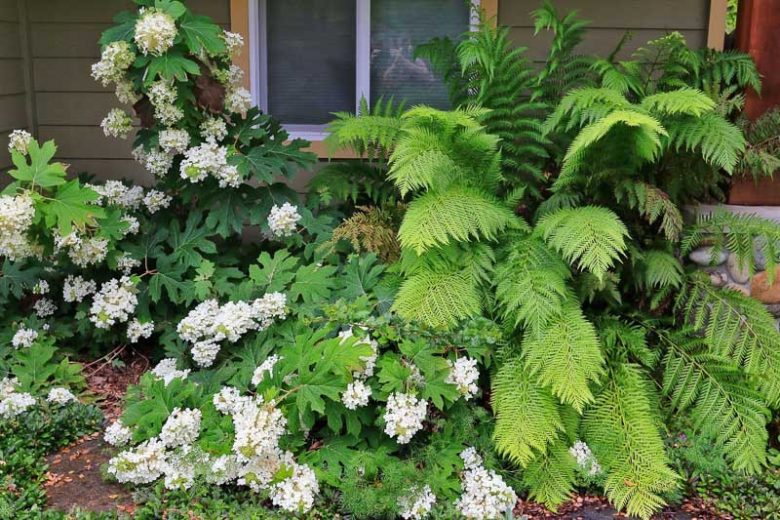 Woodwardia fimbriata, Giant Chain Fern, Giant Chainfern, Woodwardia chamissoi, Evergreen fern, Shade plants, shade perennial, plants for shade, plants for wet soil