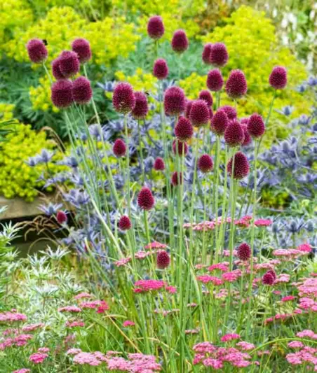 Achillea Millefolium 'Cerise Queen', Achillea 'Cerise Queen', 'Cerise Queen' Yarrow, Common Yarrow, Milfoil, Carpenter's Weed, Achillea Millefolium, yarrow plant, yarrow flower, summer perennial, drought tolerant perennial, red flowers, pink flowers