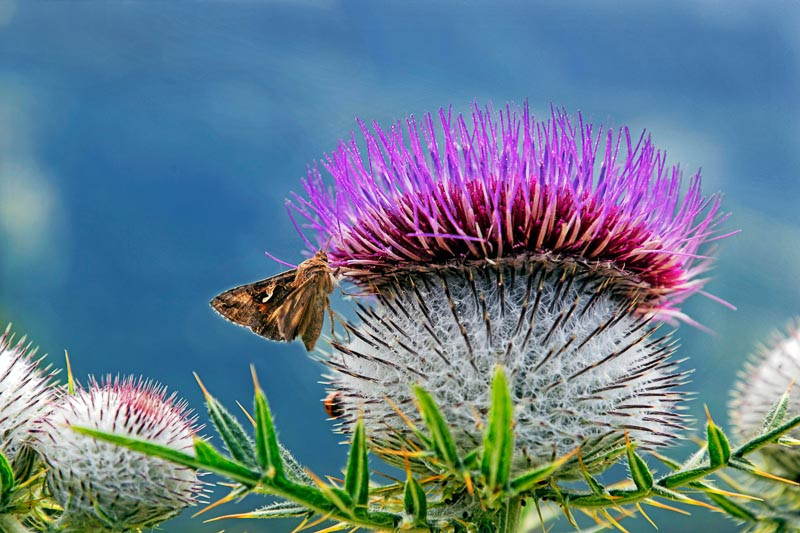 Cirsium, Thistles, Cirsium arvense, creeping thistle, field thistle, Canada thistle, Cirsium discolor, field thistle, pasture thistle, Cirsium muticum, swamp thistle, Cirsium occidentale, cob