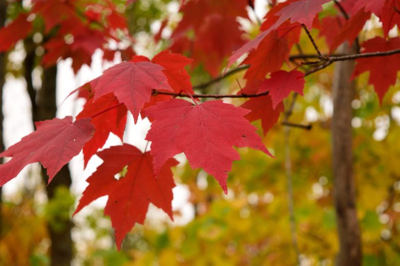 Acer rubrum, Red Maple, Scarlet Maple, Swamp Maple, Canadian Maple, Tree with fall color, Fall color, Red Leaves, Red Autumn Leaves, Attractive bark Tree