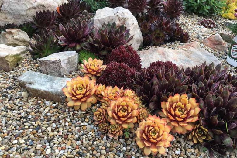 Sempervivum Gold Nugget, Hens and Chicks Gold Nugget, Houseleek Gold Nugget, Chick Charms Series, succulent, evergreen succulent, Red Succulent, drought tolerant perennial, drought tolerant plant