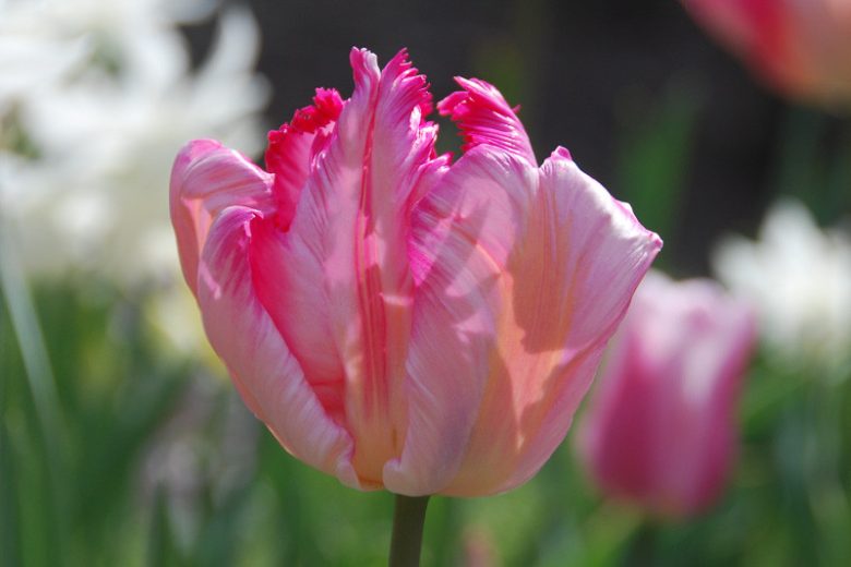 Tulipa 'Silver Parrot', Tulip 'Silver Parrot', Parrot Tulip 'Silver Parrot', Parrot Tulips, Spring Bulbs, Spring Flowers, Tulipe Green Wave, Parrot Tulip, Pink Tulip, Bicolor Tulip, Tulipe perroquet