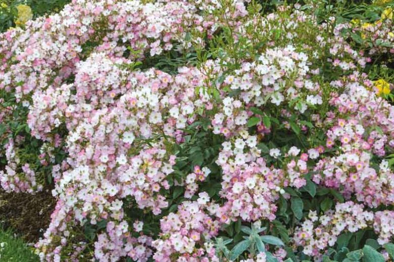 Rosa Ballerina, Rose Ballerina, Hybrid musk Ballerina, agm roses, Fragrant roses, Shrub roses, Pink roses