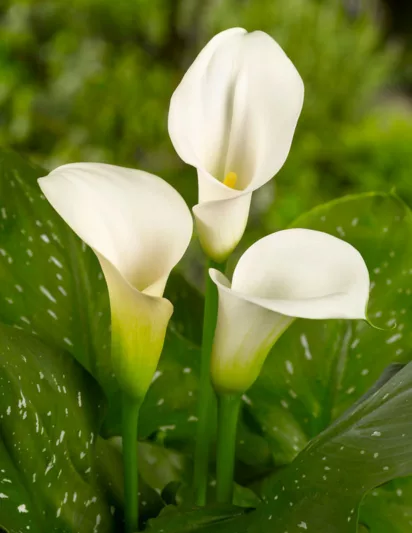 Zantedeschia 'Captain Ventura, Calla Lily 'Captain Ventura' , Arum Lily 'Captain Ventura', Calla Lilies, Arum Lilies, Zantedeschia care, White calla lilies, White flowers