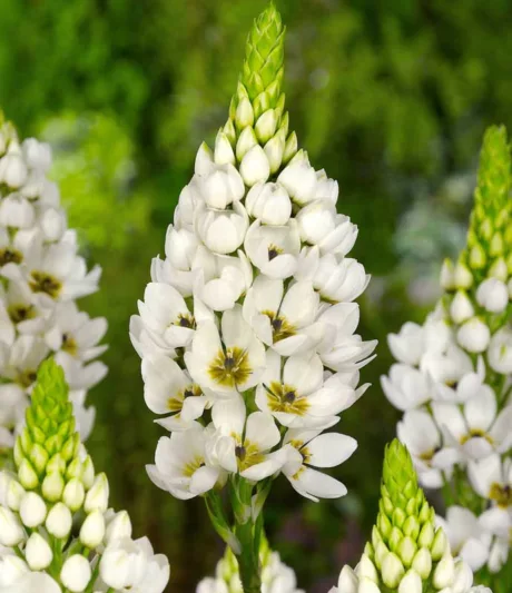 Ornithogalum thyrsoides, Chincherinchee, Wonder Flower, White Flowers, Summer Flower Bulb, Star of Bethlehem