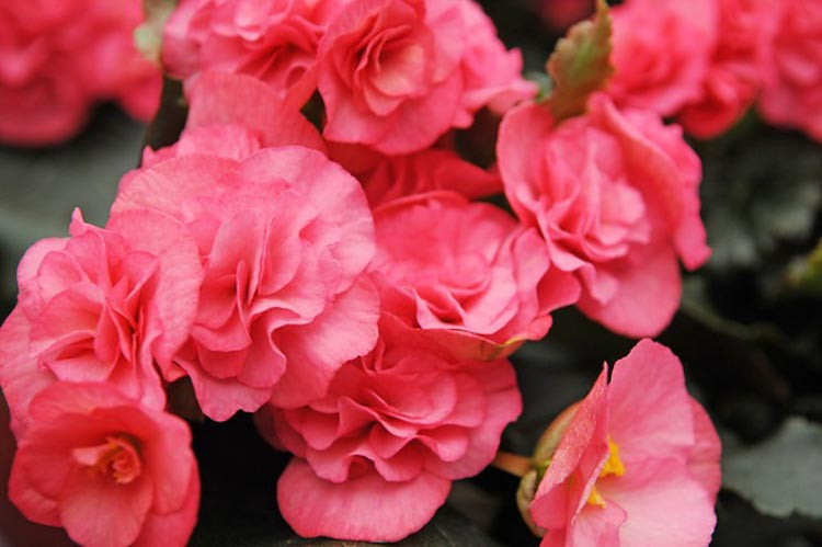 Begonia, Begonias, Begonia care, Dragon Wing Begonia, Rex Begonia, Scarlett Begonia, Tuberous Begonia, Wax Begonia, Begonia Plant, Begonia Flower, Begonia types