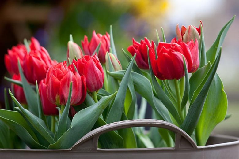 Tulipa 'Abba',Tulip 'Abba', Double Early Tulip Abba', Double Early Tulips, Spring Bulbs, Spring Flowers,Tulipe Abba,Double Red Tulip, Red Tulip