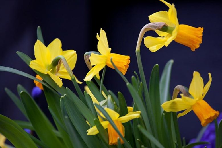 Daffodil 'Jetfire', Cyclamineus Daffodil 'Jetfire', Daffodil 'Jet Fire', Cyclamineus Daffodil 'Jet Fire',Miniature Daffodil, Spring Bulbs, Spring Flowers