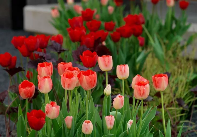 Tulipa Bastogne,Tulip 'Bastogne', Triumph Tulip 'Bastogne', Triumph Tulips, Spring Bulbs, Spring Flowers, Tulipe Bastogne, Red Tulips, Tulipes Triomphe, Mid spring tulips, Late spring tulips, sturdy tulips