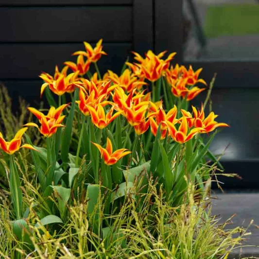 Tulipa 'Fly away, Tulip 'Fly away', Lily-Flowered Tulip 'Fly away', Lily-Flowered Tulips, Spring Bulbs, Spring Flowers,Tulipe Fly away, Lily Flowered Tulip, Red tulip, bicolor tulip, mid late season tulip, mid late spring tulip