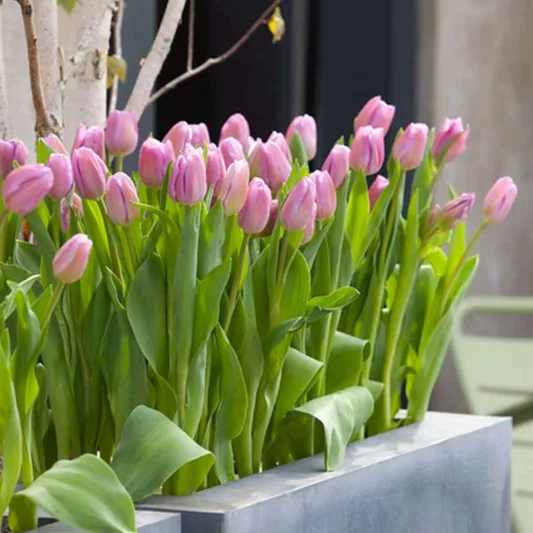 Tulipa 'Alibi',Tulip 'Alibi', Triumph Tulip 'Alibi', Triumph Tulips, Spring Bulbs, Spring Flowers, Purple Tulip