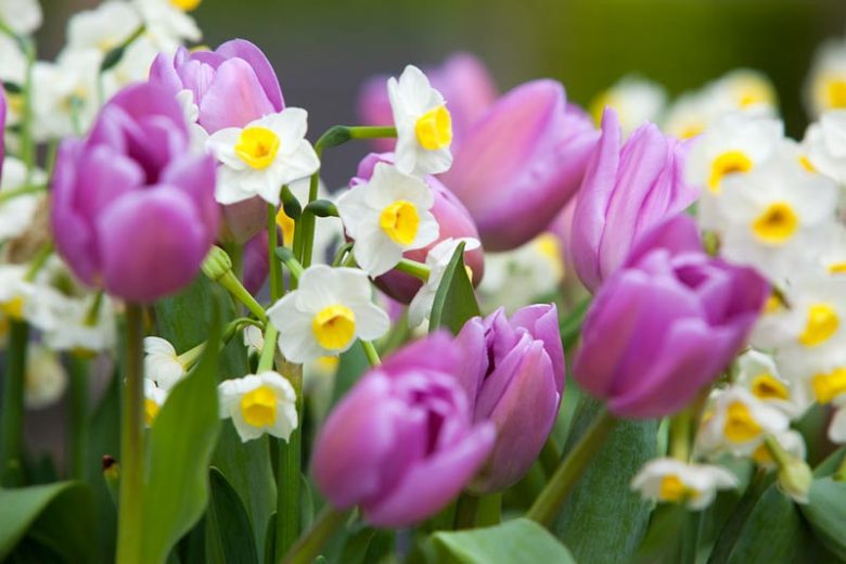 Narcissus 'Avalanche', Daffodil 'Avalanche', Daffodil Seventeen Sisters, Tazetta Daffodil 'Avalanche', Spring Bulbs, Spring Flowers, mid spring bulb, late spring bulb, mid season narcissus, late season narcissus, fragrant daffodil