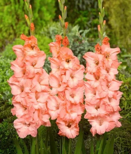Sword Lily 'Ben Venuto', Gladiolus 'Ben Venuto', Gladiola Ben Venuto', Gladiolus x Hortulanus 'Ben Venuto', Pink Sword Lilies, Gladioli 'Ben Venuto', Coral Sword Lily, Orange Sword Lily