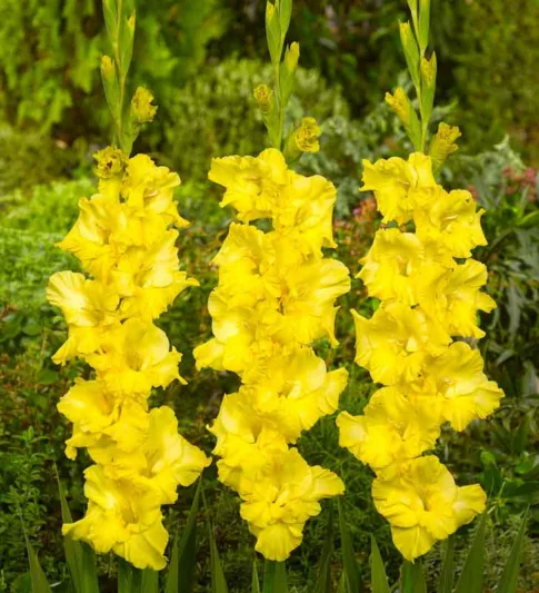 Sword Lily 'Charisma', Gladiolus 'Charisma', Gladiola Charisma, Gladiolus x Hortulanus 'Charisma', Yellow Sword Lilies, Gladioli 'Charisma'