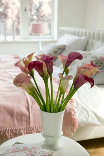Zantedeschia 'Captain Romance', Calla Lily 'Captain Romance', Arum Lily 'Captain Romance', Calla Lilies, Arum Lilies, Zantedeschia care, pink calla lilies, purple calla lilies