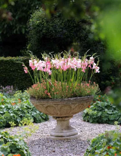 Sword Lily 'Elvira', Gladioli 'Elvira', Gladiolus nanus Elvira, dwarf gladiolus Elvira, dwarf glad, glaieul Elvira