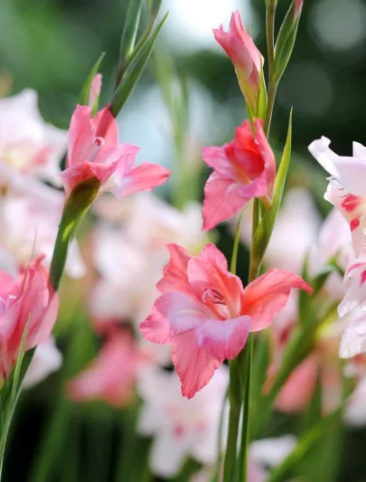 Sword Lily 'Charming Beauty', Gladiola 'Charming Beauty', Gladiolus nanus Charming Beauty, dwarf gladiolus Charming Beauty, dwarf glad, glaieul Charming Beauty
