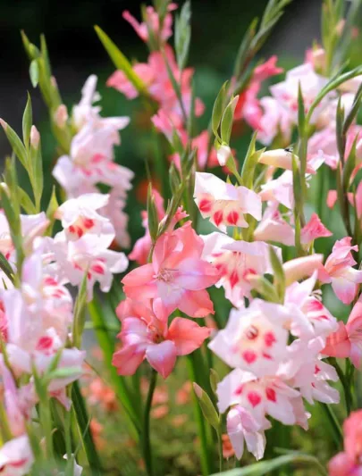 Sword Lily 'Charming Beauty', Gladiola 'Charming Beauty', Gladiolus nanus Charming Beauty, dwarf gladiolus Charming Beauty, dwarf glad, glaieul Charming Beauty