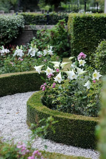Lilium Longiflorum 'White Heaven' ,Lily 'White Heaven', Trumpet Lily 'White Heaven', Lilium 'White Heaven', Longiflorum Lilies, White Lilies, Fragrant Lilies, Lily flower, Lily Flower