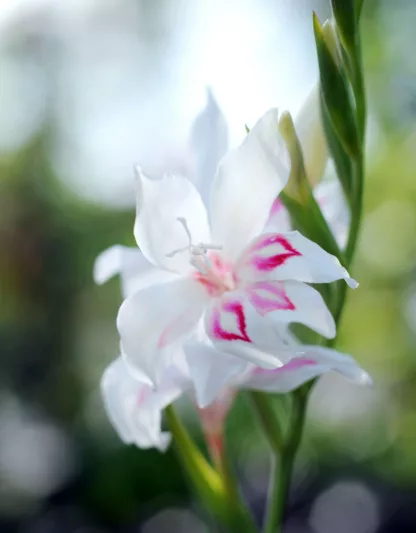 Sword Lily 'Elvira', Gladioli 'Elvira', Gladiolus nanus Elvira, dwarf gladiolus Elvira, dwarf glad, glaieul Elvira