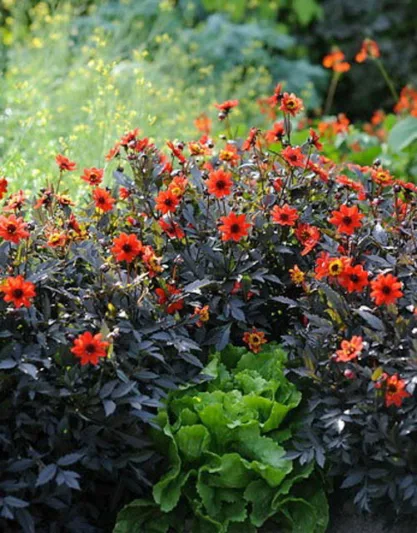 Dahlia 'Bishop of Auckland','Bishop of Auckland' Dahlia, Peony-Flowering Dahlias, Single-Flowered Dahlias, Miscellaneous Dahlias, Red Dahlia Flowers, Dahlia Tubers, Dahlia Bulbs, Dahlia Flower, Dahlia Flowers, summer bulbs