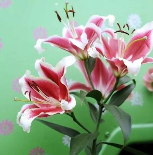 Lilium 'Flashpoint', Lily 'Flashpoint', Oriental Lily 'Flashpoint', Oriental Trumpet Lily, Orienpet Lily, Oriental Trumpet Lilies, Orienpet Lilies, Pink Lilies, Bicolor Lilies, Fragrant lilies, Lily flower, Lily Flower