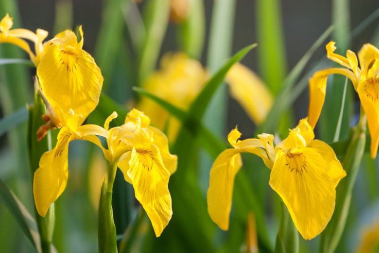 Iris pseudacorus, Yellow Iris, Yellow Flag, Water Flag Iris, Daggers, Flagon, Jacob's Sword, Water Skegs, Yellow Feur-de-Lis, Iris for Ponds, Perennial for wet soil, Perennial for poorly drained soils, Yellow Flowers
