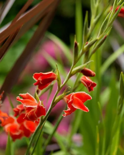 Sword Lily 'Atom', Hardy Gladiolus 'Atom', dwarf glad Atom, glaieul Atom, Miniature Gladiolus 'Atom', Gladiolus primulinus 'Atom'