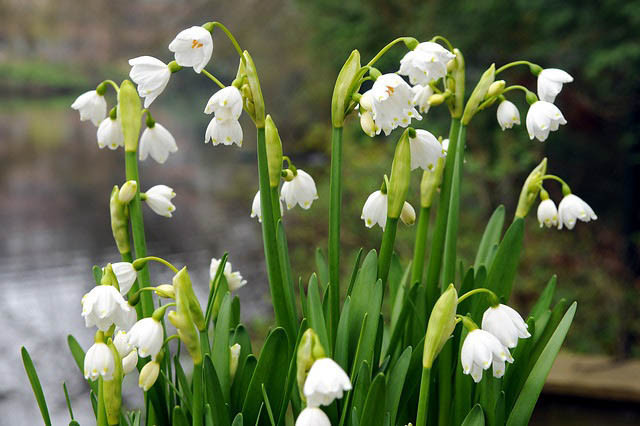 Leucojum Aestivum, Summer Snowflakes, Leucojum, 'Gravetye Giant', Spring Bulbs, Mid Spring Bloom, Late Spring Bloom, Leucojum vernum, Spring Snowflake, Leucojum, Snowflakes, Early Spring Bulb