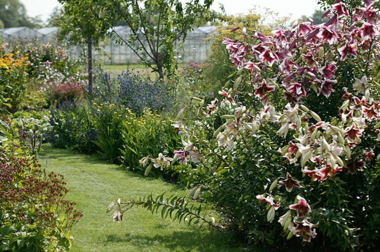 Lilium 'Friso', Lily 'Friso', Oriental Lily 'Friso', Lilium 'Silk Road' , Lily 'Silk Road', Oriental Trumpet Lily, Orienpet Lily, Oriental Trumpet Lilies, Orienpet Lilies, Pink Lilies, Bicolor Lilies, Fragrant lilies, Lily flower, Lily Flower