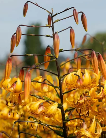 Lilium Leichtlinii, Leichtlins' Lily, Species & Cultivars of Species Group, Summer flowering Bulb, Yellow Lilies, Lily flower, Lily Flower