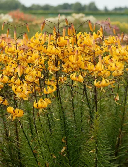 Lilium leichtlinii