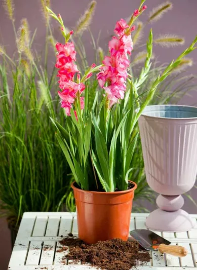 Sword Lily 'Charm', Hardy Gladiolus 'Charm', dwarf glad, glaieul Charm, Miniature Gladiolus 'Charm', Gladiolus tubergenii 'Charm'
