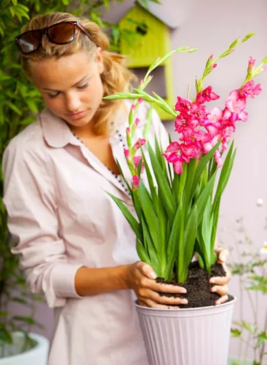 Sword Lily 'Charm', Hardy Gladiolus 'Charm', dwarf glad, glaieul Charm, Miniature Gladiolus 'Charm', Gladiolus tubergenii 'Charm'