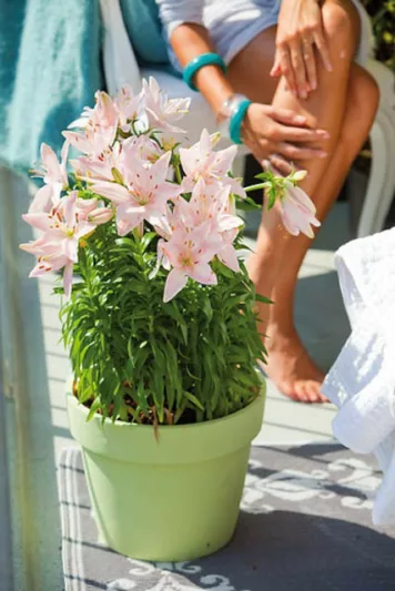 Lilium 'Tiny Todd',Lily 'Tiny Todd', Asiatic Lily 'Tiny Todd', Dwarf Asiatic Lily 'Tiny Todd', Asiatic Hybrids, Asiatic Lilies, Pink Lilies, Dwarf Lilies, Lily flower, Lily Flower