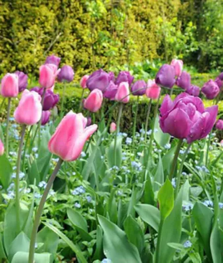 Tulipa Early Glory,Tulip 'Early Glory', Triumph Tulip 'Early Glory', Triumph Tulips, Spring Bulbs, Spring Flowers, Tulipe Early Glory, Pink Tulips, Tulipes Triomphe, Mid spring tulips